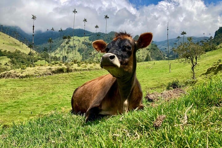 Private Cocora Valley & Salento Tour with Transportation | Quindío Day Trip photo 2