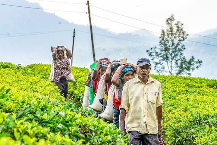 8-Day Southern Sri Lanka Family Adventure — Horton Plains, Tea Country & Yala Safari photo 2