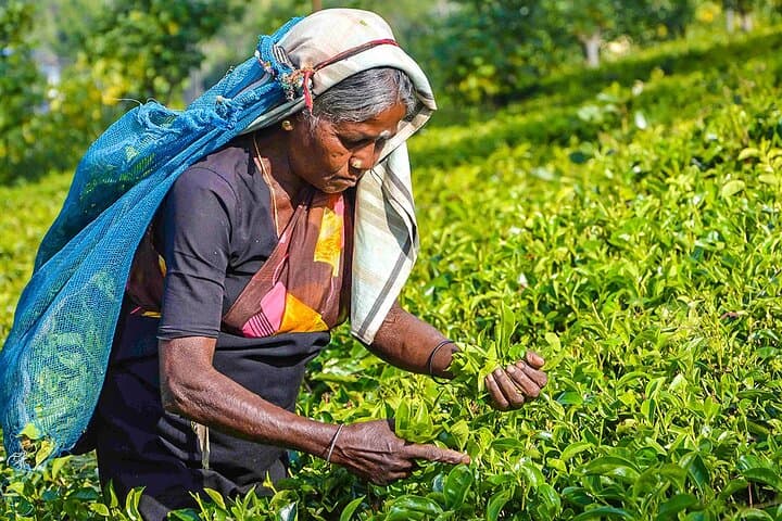 Private 8-Day Best Sri Lanka Tour: Sigiriya, Kandy, Tea Plantations & Coastal Train