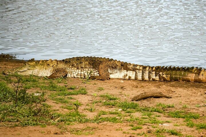 Tangalle to Ella Private Transfer with Udawalawe Safari — Day-Trip Guide photo 2