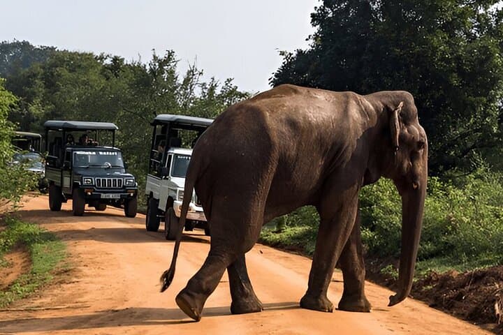 Tangalle to Ella Private Transfer with Udawalawe Safari — Day-Trip Guide photo 3
