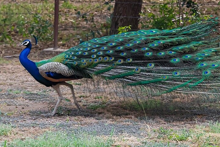 Tangalle to Ella Private Transfer with Udawalawe Safari — Day-Trip Guide photo 4