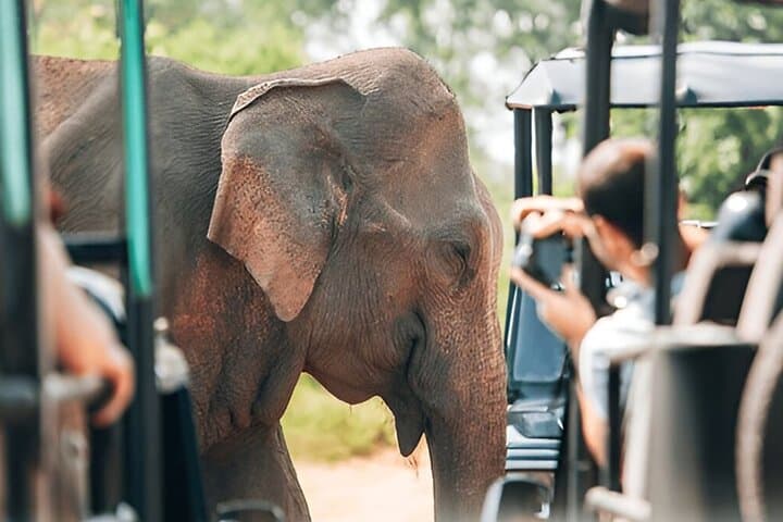 Tangalle to Ella Private Transfer with Udawalawe Safari — Day-Trip Guide photo 1