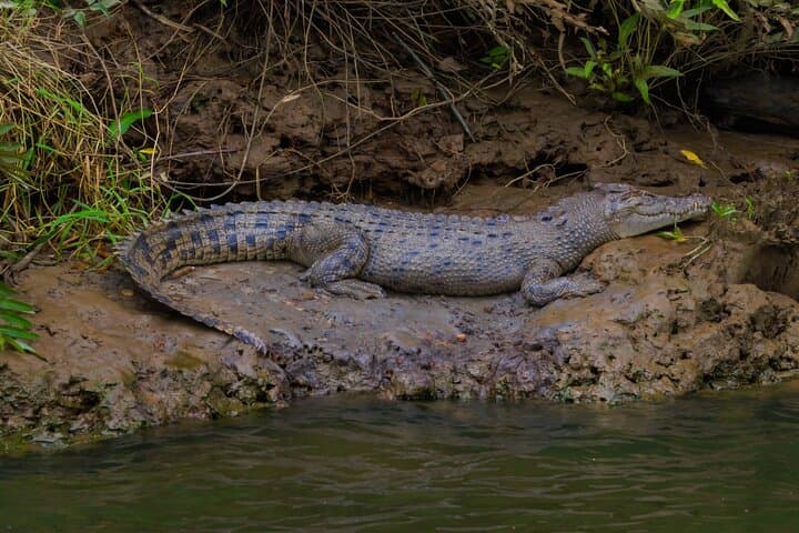 48-Hour Ancient Rainforest and Waterfalls: Cairns to Daintree & Atherton Tablelands photo 6