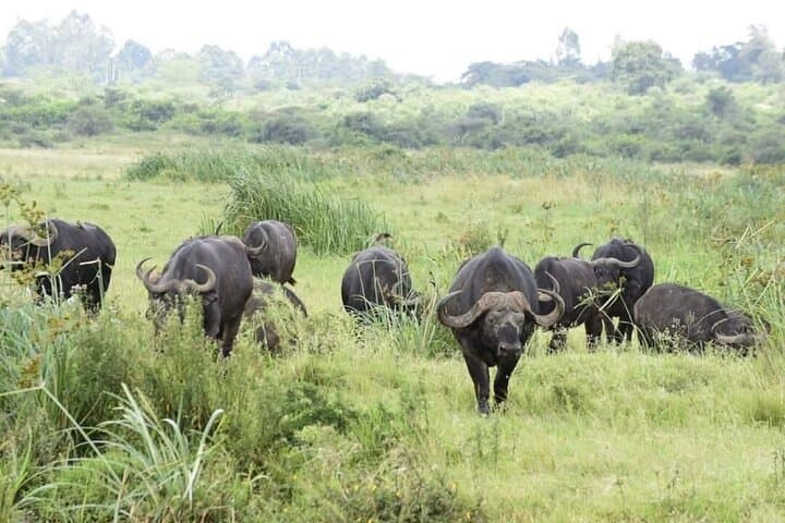 Nairobi National Park Safari: Wildlife Adventure Just Outside the City