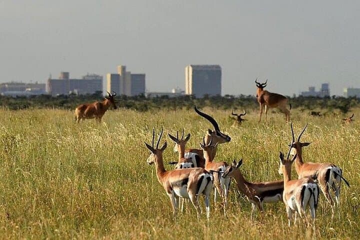 Nairobi National Park Safari: Wildlife Adventure Just Outside the City photo 2