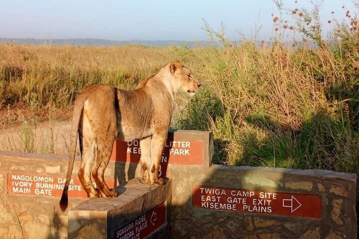 Nairobi National Park Safari: Wildlife Adventure Just Outside the City photo 3