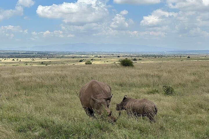 Nairobi National Park Safari: Wildlife Adventure Just Outside the City photo 5