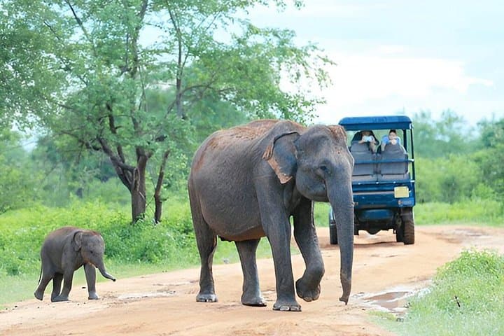 Ella-to-Weligama Private Transfer with Udawalawe Safari: Elephant Encounters & Coastal Surf photo 1