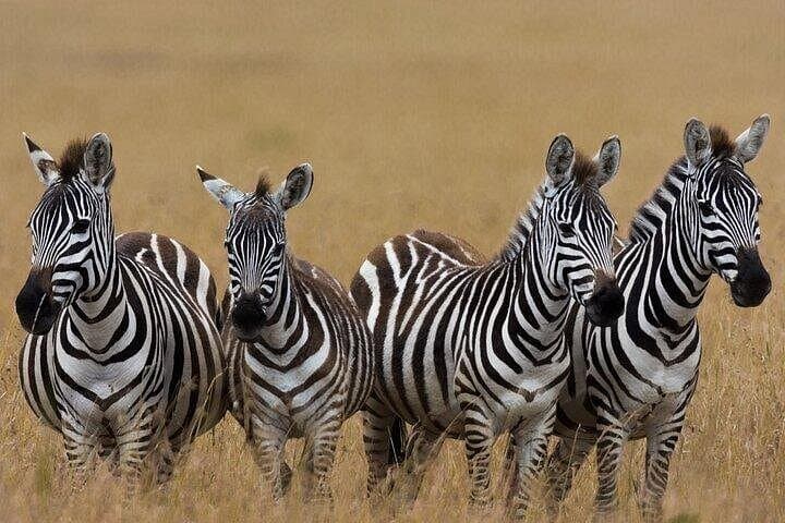 4-Day Luxury Safari at andBeyond Kichwa Tembo — Masai Mara Game Drives & Tented Camp photo 4