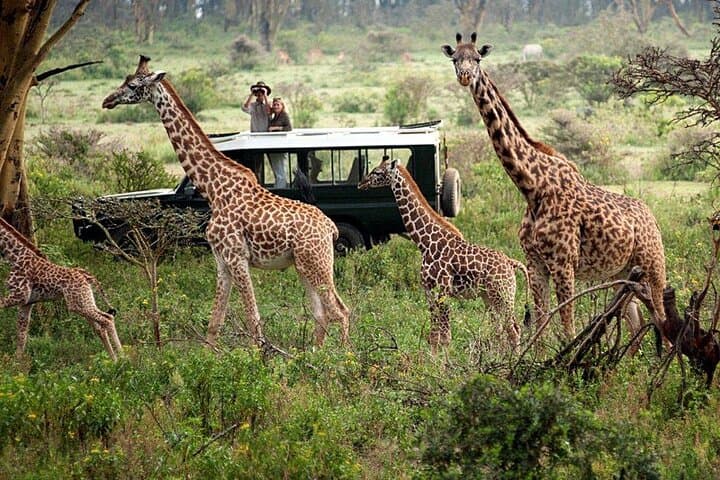 4-Day Luxury Safari at andBeyond Kichwa Tembo — Masai Mara Game Drives & Tented Camp photo 5