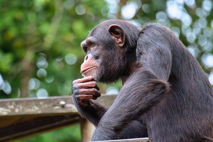 Day Safari at Ol Pejeta Conservancy: Rhinos, Chimpanzees & Equator Stop