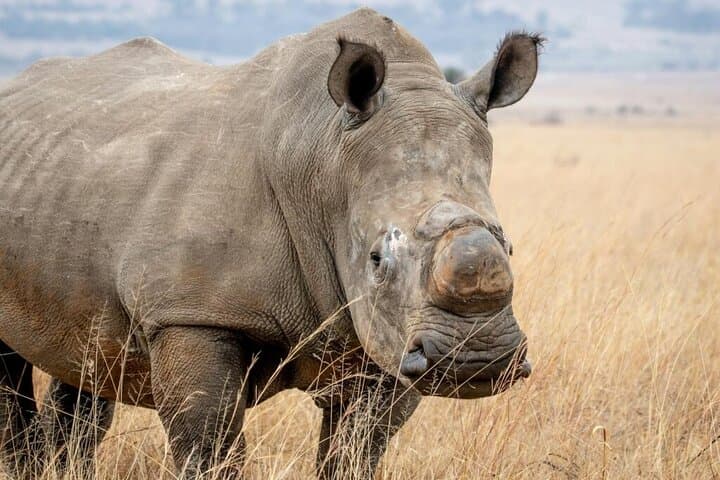 Amboseli Day Safari: Kilimanjaro Views, Elephant Herds & Savanna Game Drive photo 5