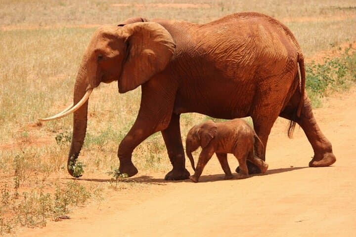 Amboseli Day Safari: Kilimanjaro Views, Elephant Herds & Savanna Game Drive photo 6
