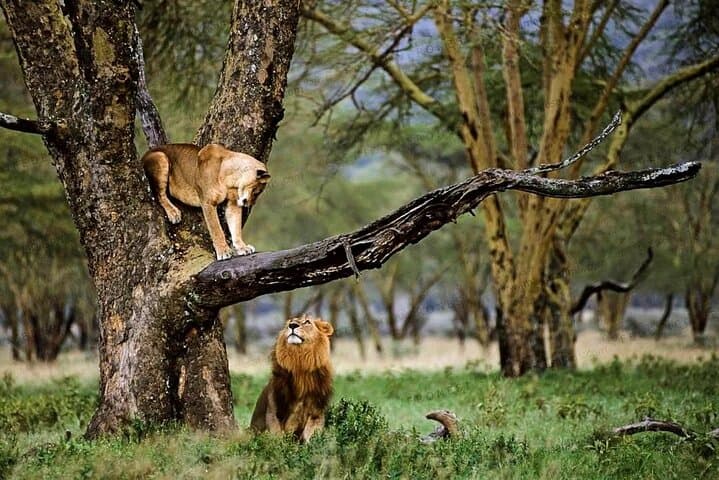 Maasai Mara 2-Day Safari: Big Five Game Drives & Maasai Village Visit photo 2