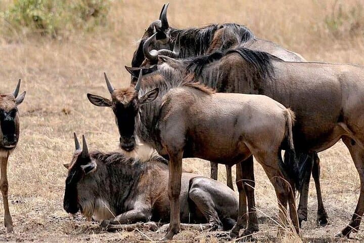 Maasai Mara 2-Day Safari: Big Five Game Drives & Maasai Village Visit photo 3