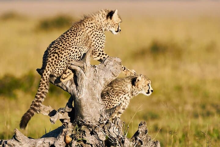 Maasai Mara 2-Day Safari: Big Five Game Drives & Maasai Village Visit photo 4