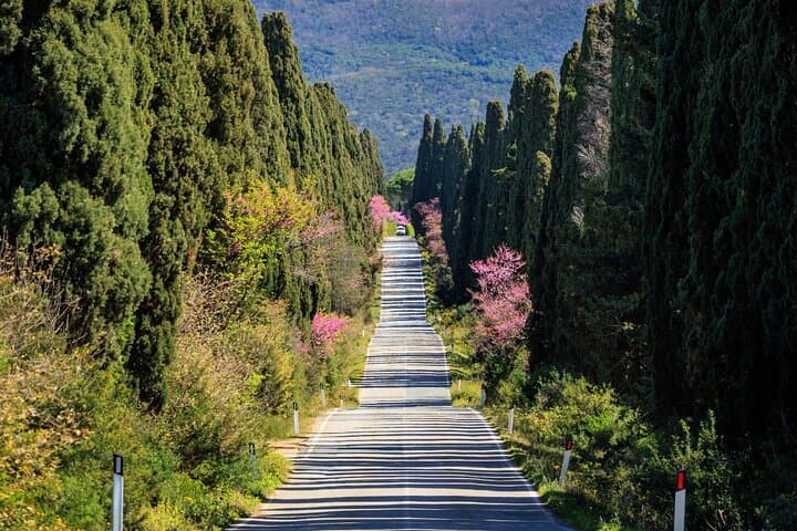 Florence to Bolgheri Private Minivan Tour — Volterra, Cypress Road & Wine Tasting photo 4