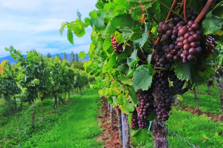 Private Korčula & Pelješac Vineyards Day Trip from Dubrovnik photo 6