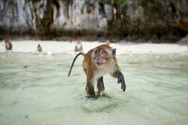 Phi Phi Don Speedboat Tour: Maya Bay, Pileh Lagoon & Snorkeling Day Trip from Krabi photo 2