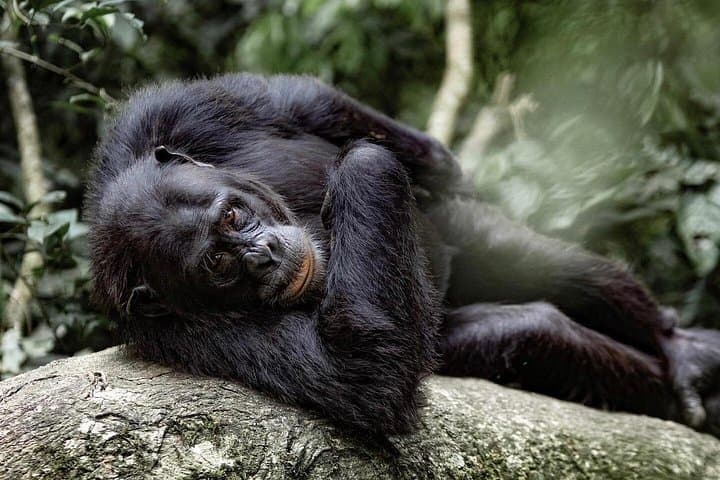 2-Day Nyungwe Chimpanzee Trek & Canopy Walkway with King’s Palace and Gisakura Tea Tour