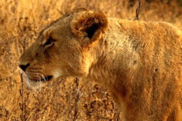 Full-Day Kruger Safari from Hoedspruit — Big Five Game Drive & Wildlife Views