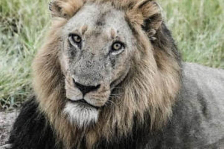Full-Day Kruger Safari from Hoedspruit — Big Five Game Drive & Wildlife Views photo 2