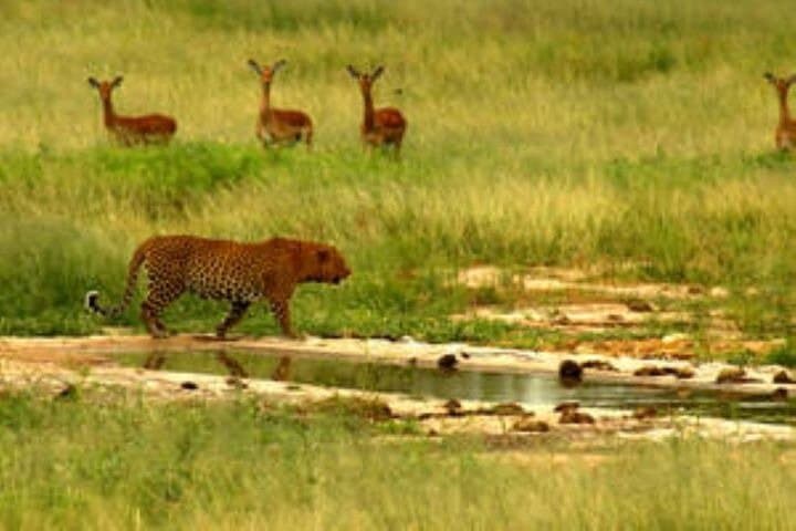 Full-Day Kruger Safari from Hoedspruit — Big Five Game Drive & Wildlife Views photo 4