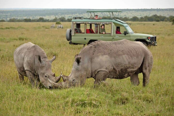Ol Pejeta Conservancy Day Tour from Nairobi — Rhinos, Chimp Sanctuary & Game Drives