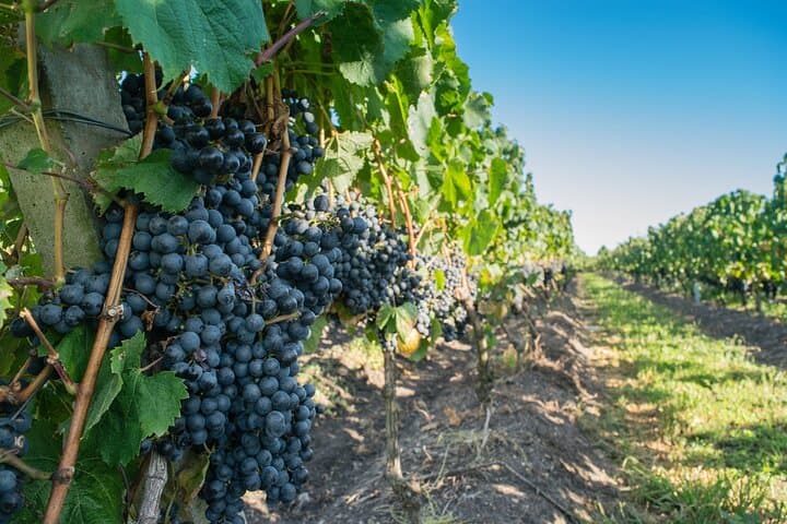 Garzón Wine Tour: Private Scenic & Gourmet Experience in Uruguay photo 5