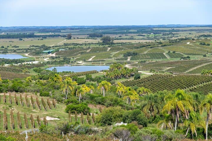 Garzón Wine Tour: Private Scenic & Gourmet Experience in Uruguay photo 6