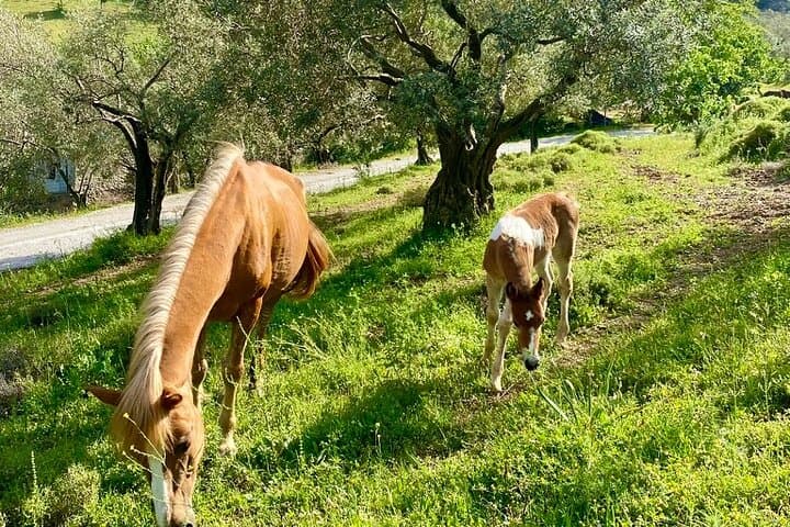 Guided Horse Ride with Mountain Views near Izmir — Forest Trail Equestrian Experience photo 2