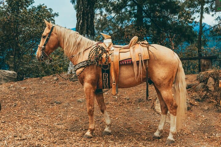 Guided Horse Ride with Mountain Views near Izmir — Forest Trail Equestrian Experience photo 4