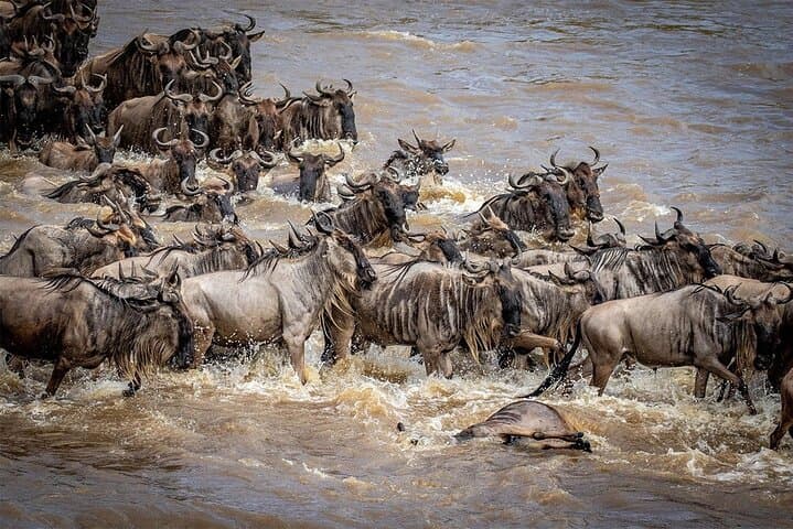 Masai Mara 4-Day Wildebeest Migration Safari by 4x4 Land Cruiser photo 2