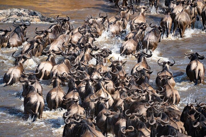 Masai Mara 4-Day Wildebeest Migration Safari by 4x4 Land Cruiser photo 4
