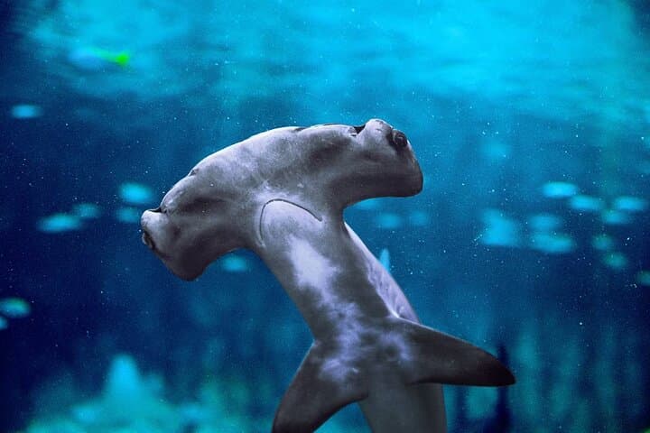 Inside The National Aquarium Abu Dhabi: A Three-Hour Dive into Arabian Seas photo 4