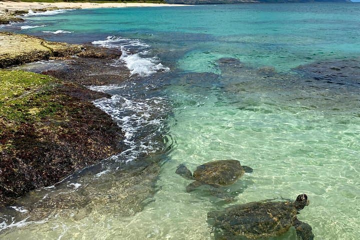 North Shore Adventure from Ko Olina — Snorkel Waimea, Surfspots & Haleiwa Flavor photo 3
