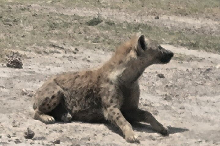 2-Day Amboseli Safari: Kilimanjaro Sunrises & Iconic Elephant Herds photo 4