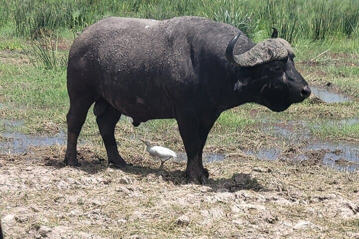 2-Day Amboseli Safari: Kilimanjaro Sunrises & Iconic Elephant Herds photo 5