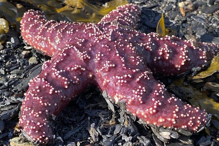 Ketchikan Ultimate Whale Watching: Luxury Wildlife & Wilderness Dining Cruise photo 6