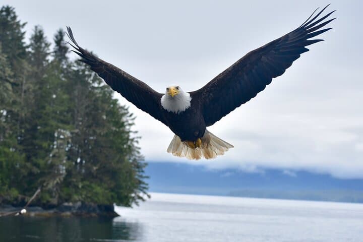 Ketchikan Ultimate Whale Watching: Luxury Wildlife & Wilderness Dining Cruise photo 2