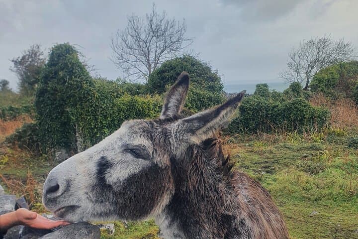 Connemara Half-Day Tour: Kylemore Abbey, Lough Corrib & Coastal Drives photo 4