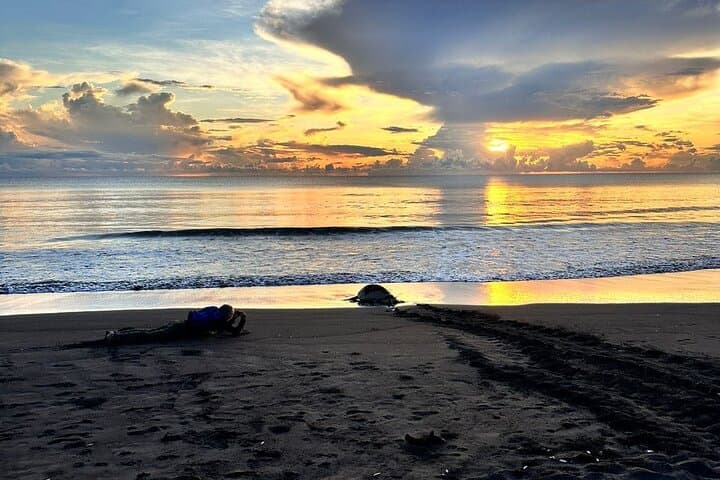 Night Turtle Tour at Tortuguero National Park: What to Expect (July–October)