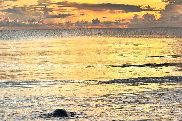 Night Turtle Tour at Tortuguero National Park: What to Expect (July–October) photo 3
