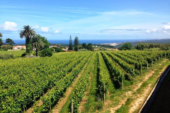 Sintra & Cascais Day Trip: Pena Palace, Vineyard Tasting and Coastal Views photo 5