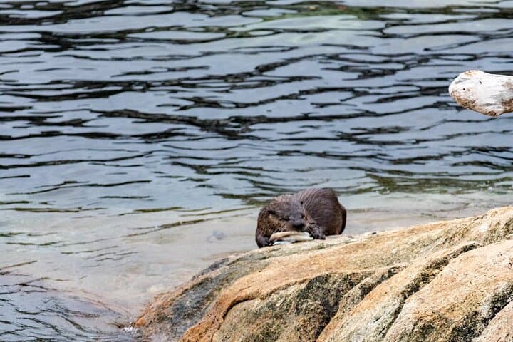 Guided Oceanside Hike in Stanley Park — Coastal Rainforest, Seawall & Wildlife photo 5