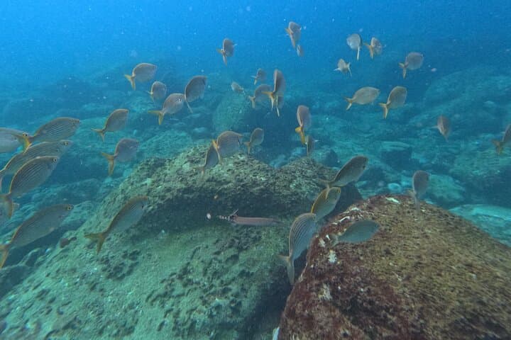 South Tenerife Kayak to Turtle Bay & Lovers' Cave photo 5