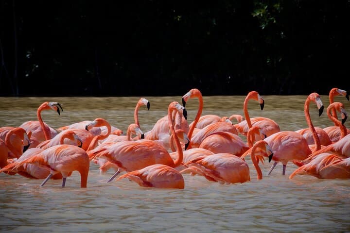 Celestún Flamingo Boat Tour — Mangroves, Beach Time & Seafood from Mérida photo 2