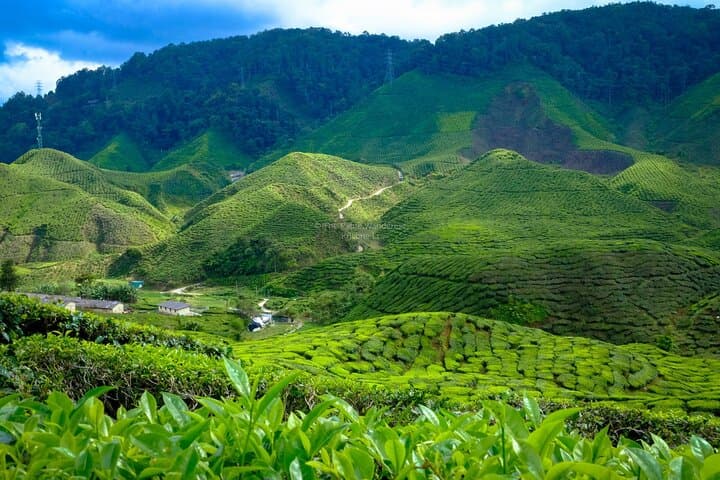 Full-Day Cameron Highlands Tour: Tea Plantations, Mossy Forest & Strawberry Picking