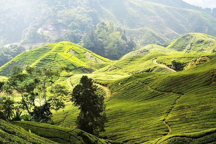 Full-Day Cameron Highlands Tour: Tea Plantations, Mossy Forest & Strawberry Picking photo 2